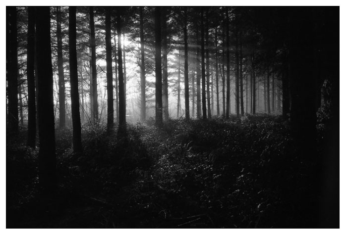 Ballade en forêt.